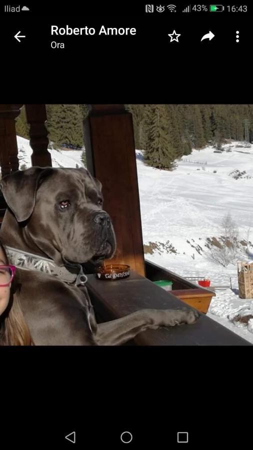 Alpine Touring Hotel-Petfriendly Pozza di Fassa Exteriör bild